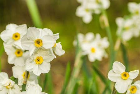 White narcissus with a yellow core bloom in the garden in April. Spring white and yellow flowers.の写真素材