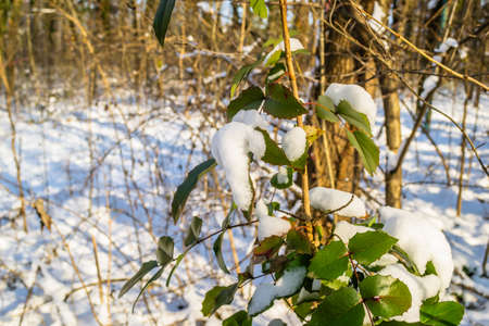 The leaves of a green plant covered with snow in an evergreen forest.の写真素材
