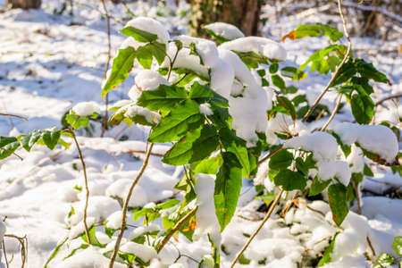 The leaves of a green plant covered with snow in an evergreen forest.の写真素材