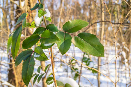 The leaves of a green plant covered with snow in an evergreen forest.の写真素材
