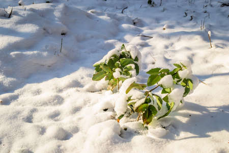 The leaves of a green plant covered with snow in an evergreen forest.の写真素材