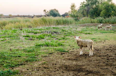 A flock of sheep grazing in the autumn grazes in a meadow.の写真素材