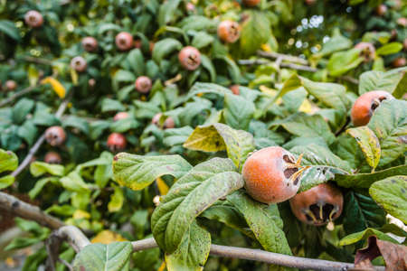 Ripe medlar fruits on tree branches.の写真素材