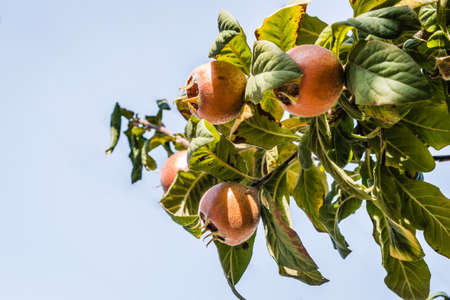 Ripe medlar fruits on tree branches.の写真素材