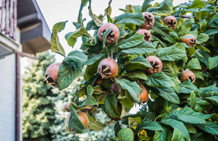 Ripe medlar fruits on tree branches.の写真素材