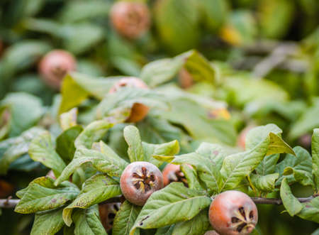 Ripe medlar fruits on tree branches.の写真素材