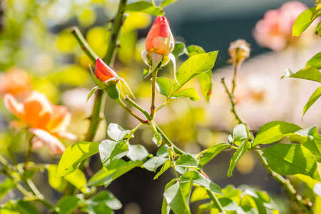 Single orange flower and closed buds of rose.の写真素材