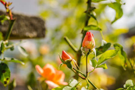 Single orange flower and closed buds of rose.の写真素材