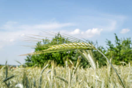 Flowering Phase of Wheat Plants Cultivated in the Farm Fieldの写真素材