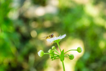A bee on a wild chamomile flower.