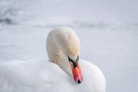 Swan in the lake water in its natural environmentの写真素材