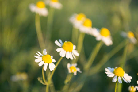 Chamomile flowers on a grassy field in Petrovaradin, Novi Sad, Vojvodina, Serbia.の写真素材