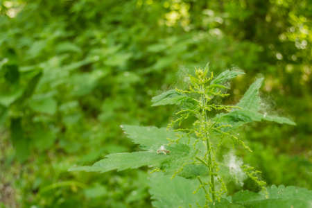 Panorama of the forest on the banks of the Danube in the spring.の写真素材