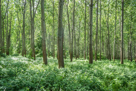 Panorama of the forest on the banks of the Danube in the spring.の写真素材