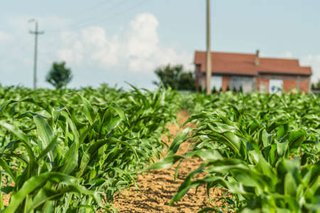 Corn field with young stemsの写真素材