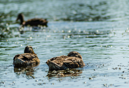 Wild ducks swim on the water of the lake.の写真素材