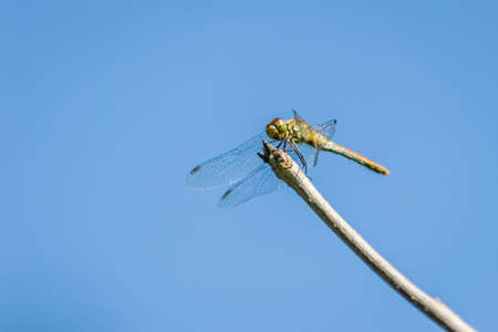 Dragonfly clinging to a branch. Dragonfly in their natural environment.の写真素材