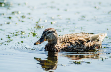 The wild duck swims on the water of the lake.の写真素材