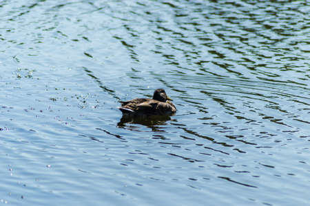 The wild duck swims on the water of the lake.の写真素材