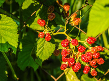 The fruits of blackberries on a wire woven fence