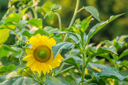 Close-up of an unripe, green head and brightly blooming sunflower, in a summer field.の写真素材