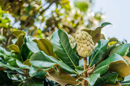 Magnolia grandiflora fruit with seeds close-upの写真素材