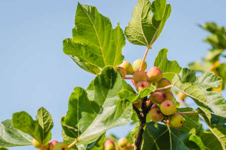 Fig branch with leaves and ripe fruit.の写真素材