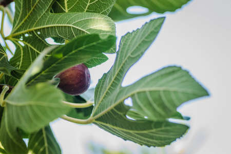 Fig branch with leaves and ripe fruit.