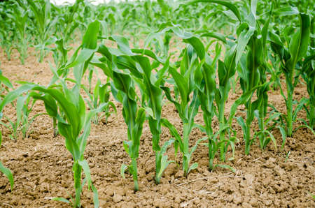 Young green corn growing on the field. Young Corn Plantsの写真素材