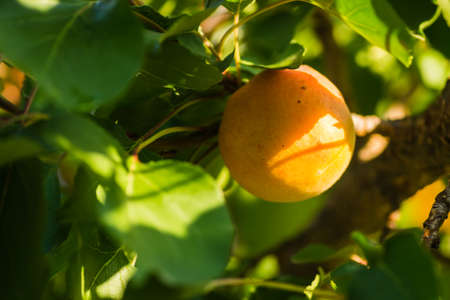Ripe apricot fruits illuminated by the morning sunの写真素材