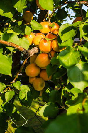 Ripe apricot fruits illuminated by the morning sunの写真素材