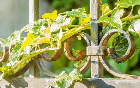Wild ivy on a metal decorative fence sprinkled with morning dew.の写真素材