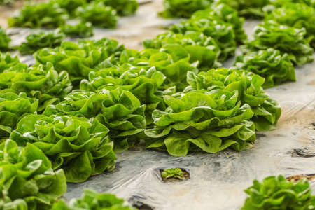 Young spring organic lettuce planted in a greenhouse.の写真素材