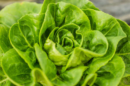 Young spring organic lettuce planted in a greenhouse.の写真素材