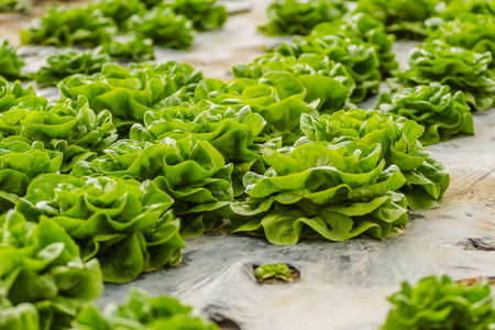 Young spring organic lettuce planted in a greenhouse.の写真素材