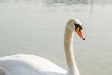 A swan in a tributary of the Danube in the winter.の写真素材