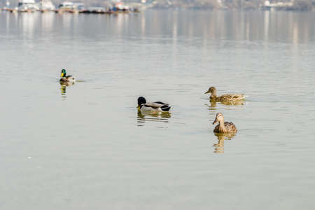 Wild ducks in their natural environment.の写真素材