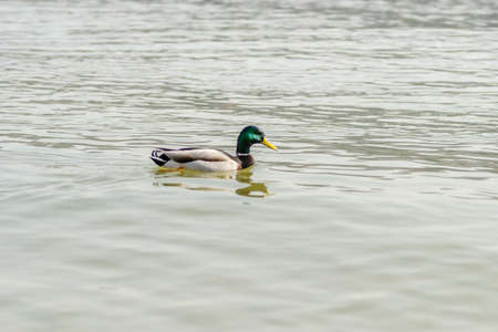 Wild ducks in their natural environment.の写真素材