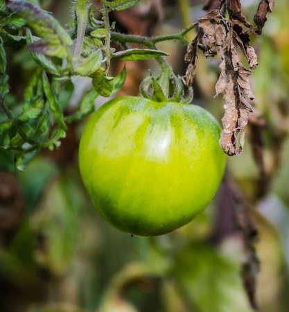 Green, immature fruits of tomato plants.の写真素材