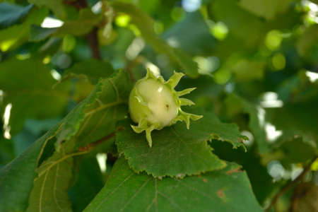 Mature fruits of hazelnut. Hazelnut tree canopy, with young fruit.の写真素材
