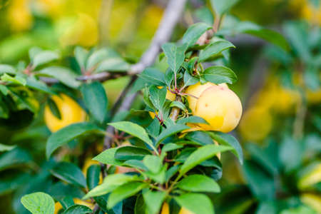 Ripe yellow plum fruits in the canopy of a tree on a branch.の写真素材