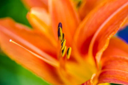 Orange lily flowers in a private garden.の写真素材