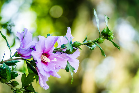 Purple flowers of the Hibiscus plant, on the branches of a tree, up close, in a private garden.の写真素材