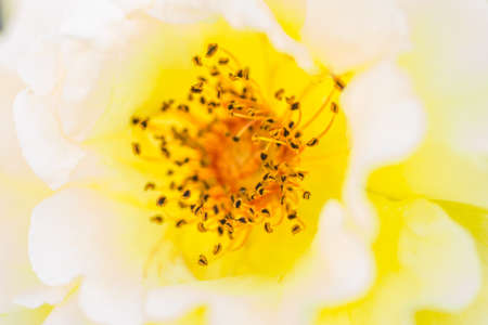 Flower, yellow roses in the morning light. Flower, blooming, yellow roses in the morning light, close-up.の写真素材