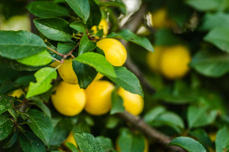 Ripe yellow plum fruits in the canopy of a tree on a branch.の写真素材