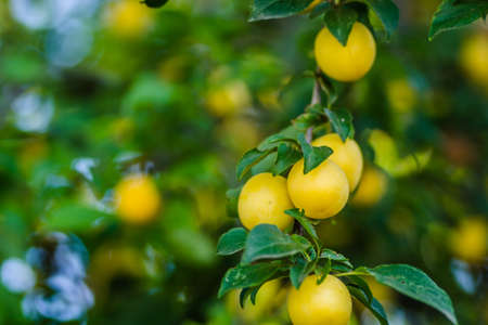 Ripe yellow plum fruits in the canopy of a tree on a branch.の写真素材