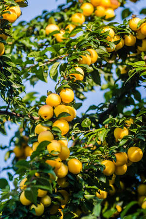 Ripe yellow plum fruits in the canopy of a tree on a branch.の写真素材