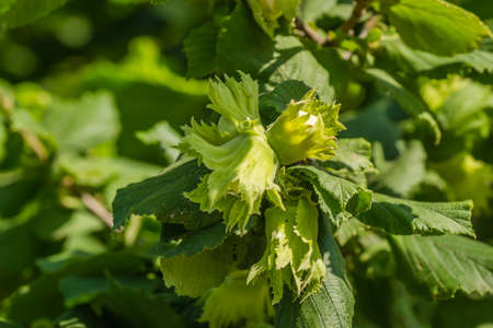 Mature fruits of hazelnut. Hazelnut tree canopy, with young fruit.の写真素材