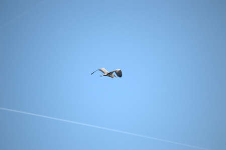 Flying single white Stork during the spring nesting period.