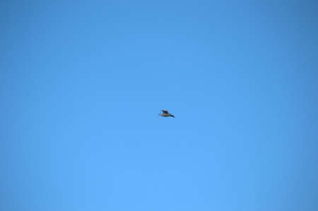 Flying single white Stork during the spring nesting period.